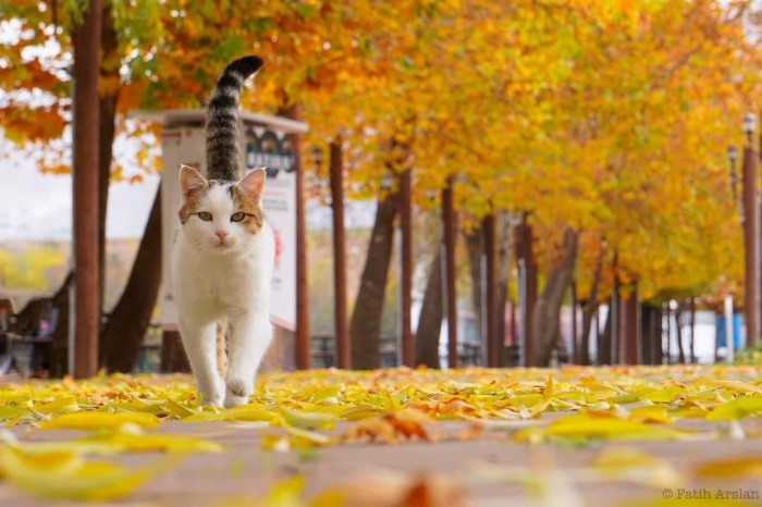 Elbistan'da sonbahar manzaraları
