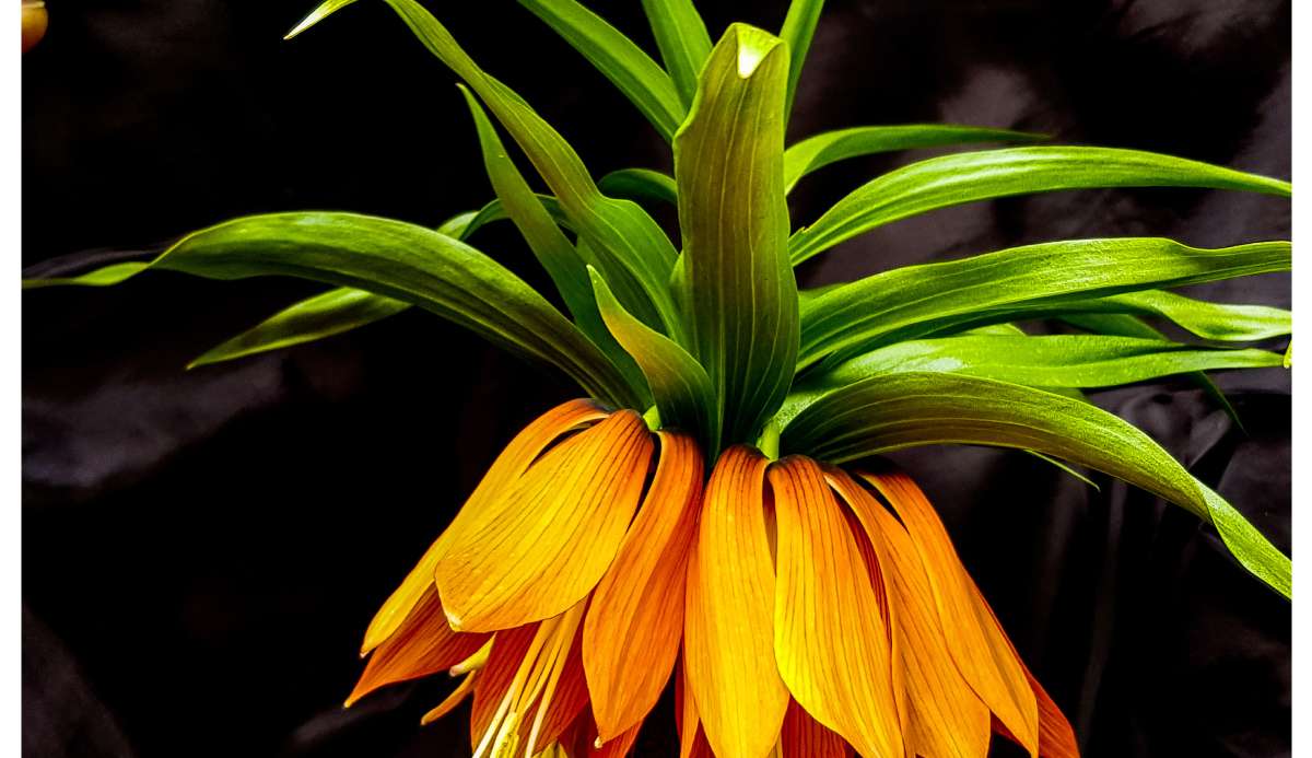 EXPO 2023 Sembol Çiçekleri Arasına Lavanta’da Girdi!