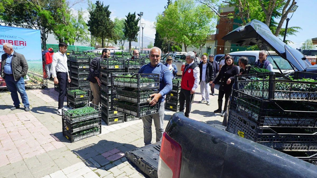 B&uuml;y&uuml;kşehir&rsquo;den &Uuml;reticiye 650 Bin Hibe Biber Fidesi!