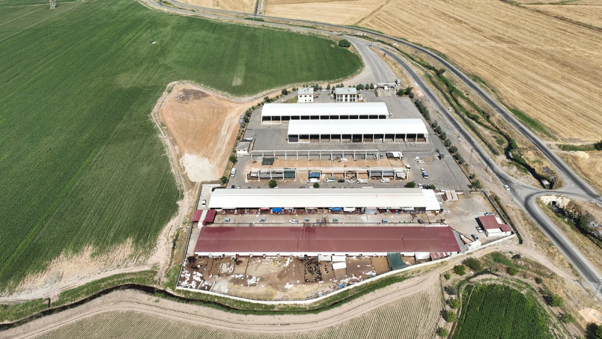 Canlı Hayvan Pazarı Yeniden Hizmet Vermeye Başladı!