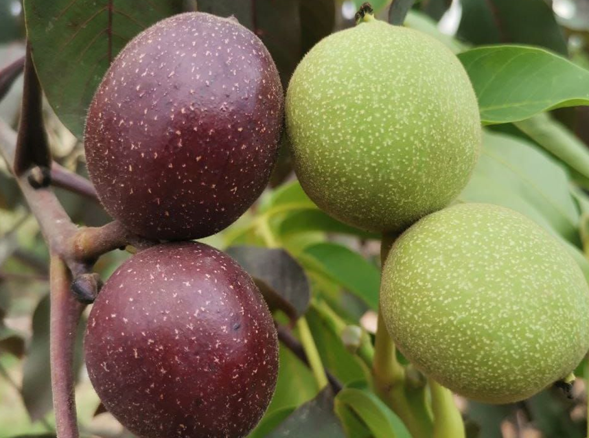 KSÜ’de Yeni Bir Bitkisel Gen Kaynağı Geliştirildi!